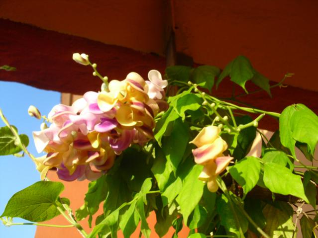 Name:  CIMG6732.jpg
Views: 700
Size:  42.4 KB