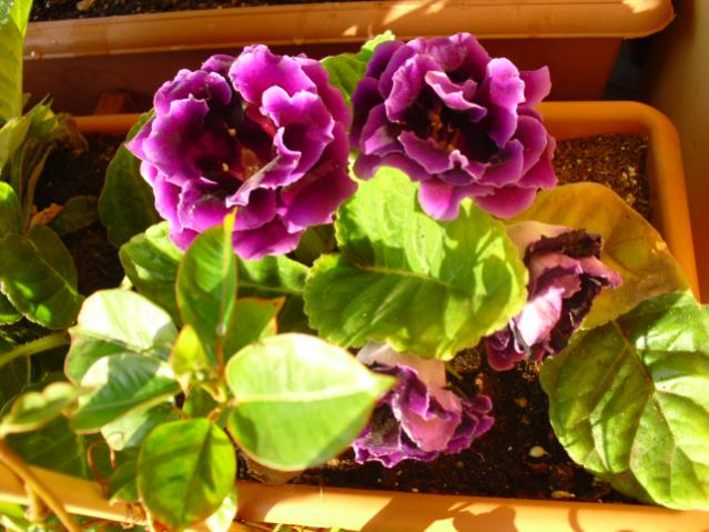 Name:  CIMG6729.jpg
Views: 670
Size:  53.9 KB