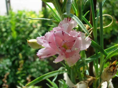 Name:  DSCN0987.JPG
Views: 1605
Size:  63.1 KB