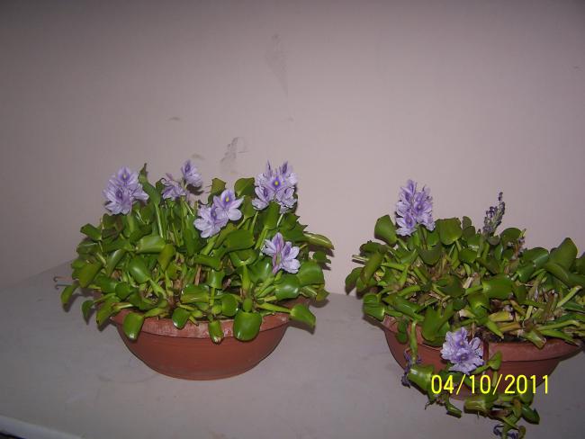 Name:  Resim  010.jpg
Views: 1655
Size:  34.1 KB