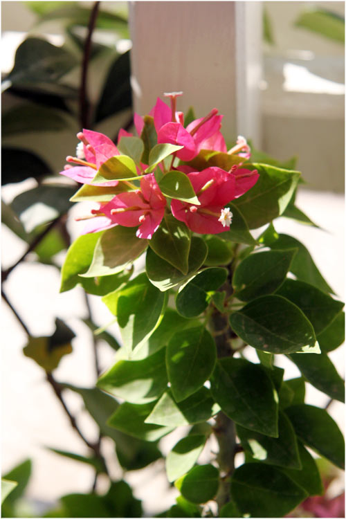 Name:  teras25.jpg
Views: 3253
Size:  66.2 KB