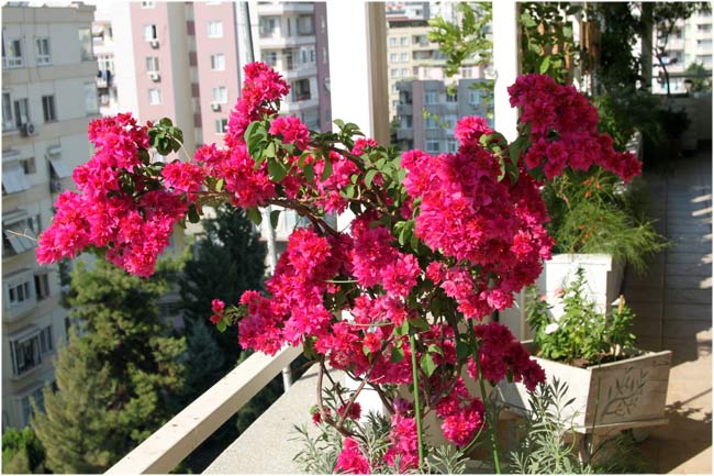 Name:  teras33.jpg
Views: 4186
Size:  68.2 KB