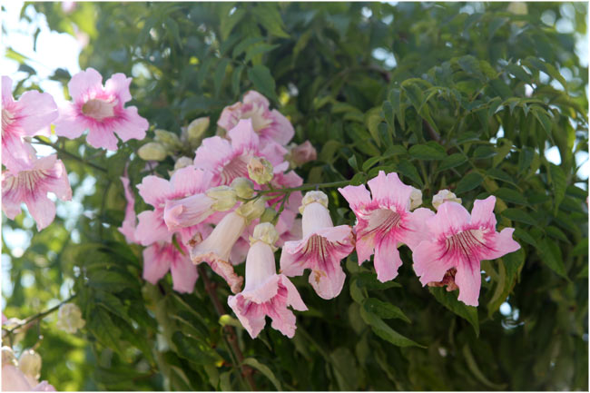 Name:  teras30.jpg
Views: 7298
Size:  64.6 KB