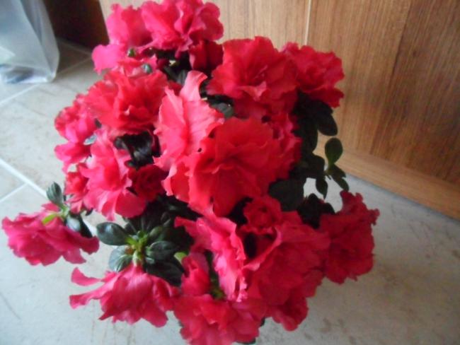 Name:  SAM_1374.jpg
Views: 3300
Size:  38.6 KB