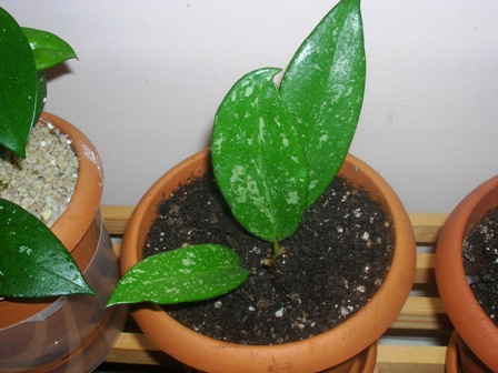 Name:  DSCN1025.JPG
Views: 1155
Size:  61.1 KB