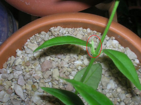 Name:  DSCN1028.JPG
Views: 1162
Size:  65.4 KB