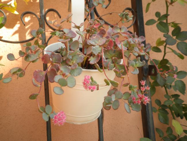Name:  PA310141.jpg
Views: 1939
Size:  50.1 KB