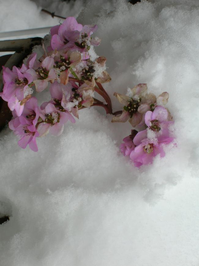 Name:  DSCN8013.jpg
Views: 1462
Size:  49.8 KB
