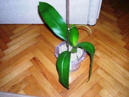 Name:  DSCN1073.JPG
Views: 1292
Size:  58.5 KB