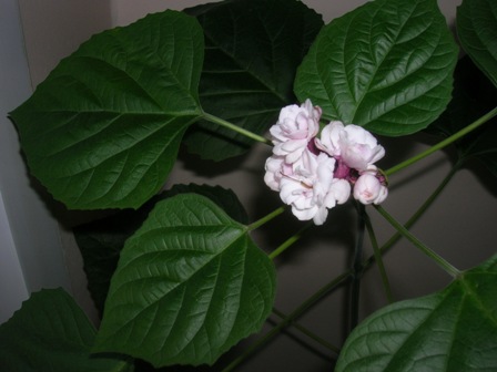 Name:  DSCN1077.JPG
Views: 1125
Size:  47.3 KB