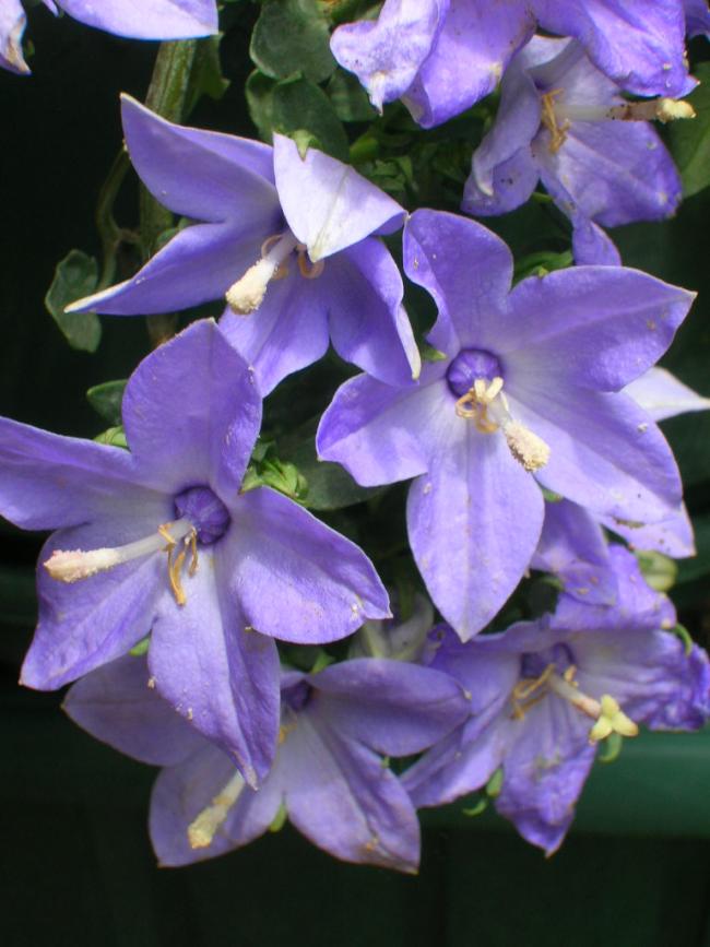 Name:  DSCN6366.jpg
Views: 1610
Size:  62.4 KB