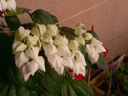 Name:  P1230412.JPG
Views: 1745
Size:  28.5 KB