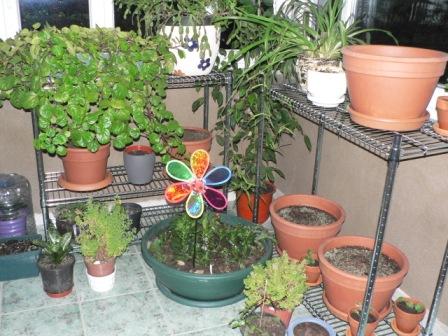 Name:  P1230549.JPG
Views: 1744
Size:  44.9 KB