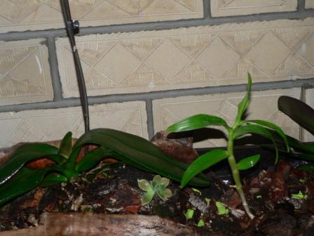 Name:  P1230513.JPG
Views: 2002
Size:  31.8 KB