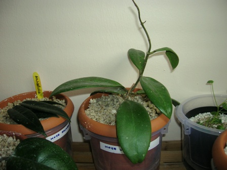 Name:  DSCN1153.JPG
Views: 1104
Size:  56.6 KB