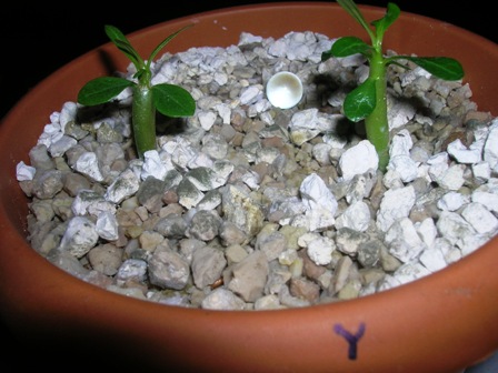 Name:  DSCN1144.JPG
Views: 1407
Size:  64.1 KB