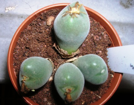 Name:  1Conophytum 0.JPG
Views: 1484
Size:  62.6 KB