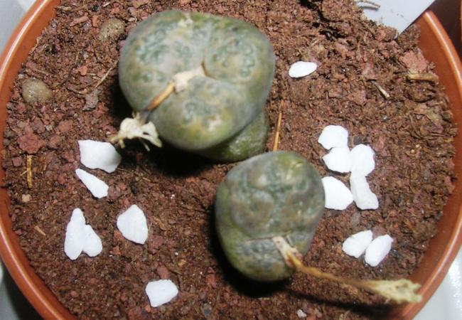 Name:  1Conophytum .jpg
Views: 1010
Size:  62.2 KB