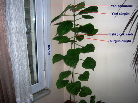 Name:  arapful.JPG
Views: 1320
Size:  61.4 KB