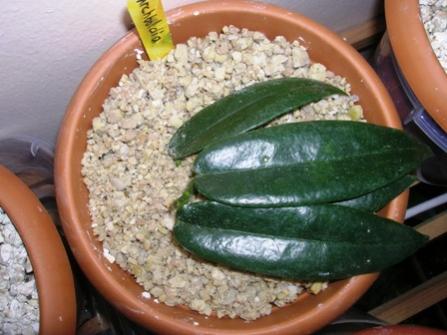 Name:  hoya.a.jpg
Views: 1180
Size:  27.8 KB