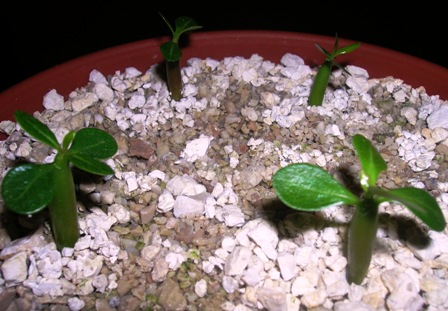 Name:  adenium2.JPG
Views: 1282
Size:  69.7 KB