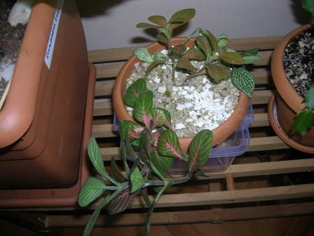 Name:  DSCN1366.JPG
Views: 1080
Size:  60.5 KB