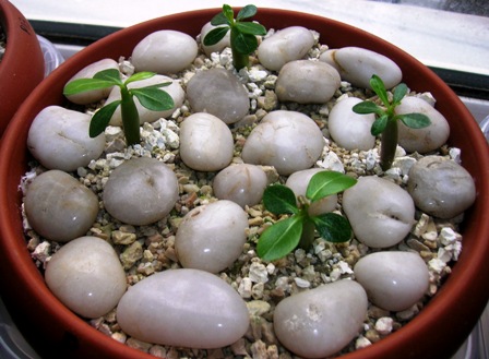 Name:  DSCN1368.JPG
Views: 1228
Size:  68.9 KB