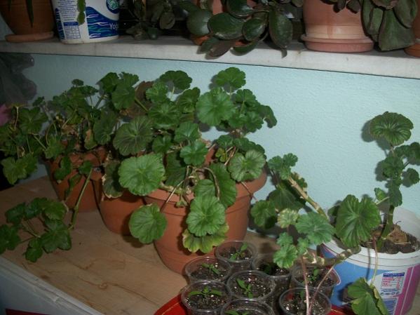Name:  sardunyabalkon.jpg
Views: 847
Size:  44.7 KB
