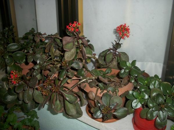 Name:  kalanolar.jpg
Views: 842
Size:  41.9 KB