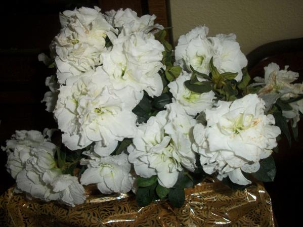 Name:  aelyabeyaz.jpg
Views: 1347
Size:  42.3 KB
