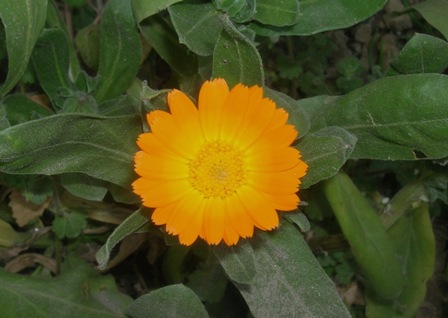 Name:  DSCN1564.JPG
Views: 1530
Size:  51.9 KB