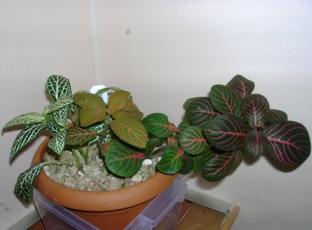 Name:  DSCN1538.JPG
Views: 1501
Size:  53.5 KB