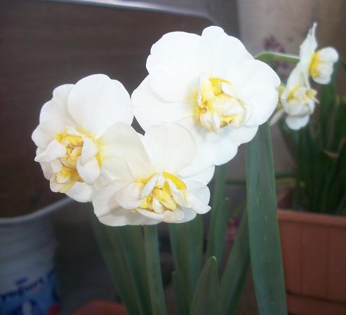 Name:  nergisbeyaz.JPG
Views: 793
Size:  37.6 KB