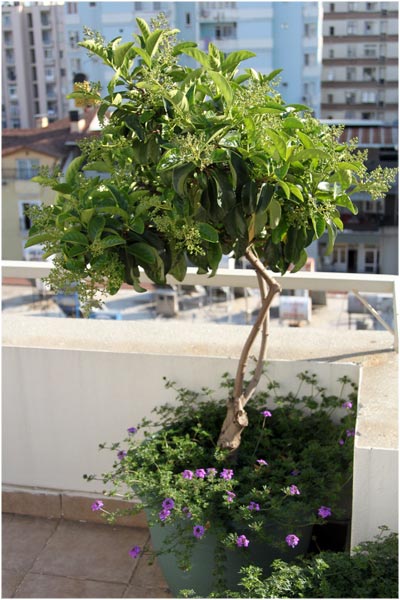 Name:  teras25.jpg
Views: 1212
Size:  57.8 KB