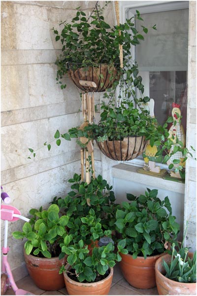 Name:  teras30.jpg
Views: 1389
Size:  58.8 KB