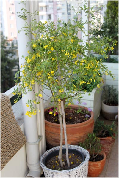 Name:  teras29.jpg
Views: 1245
Size:  62.2 KB