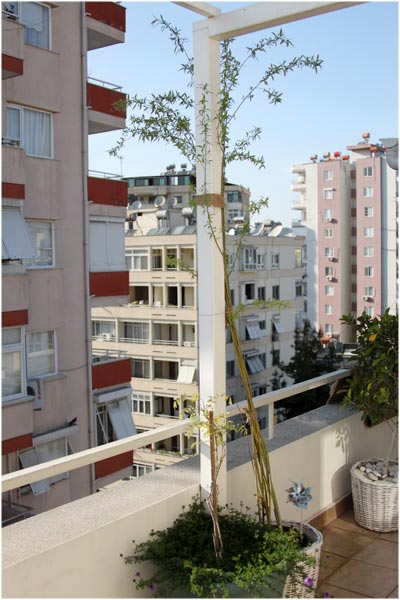 Name:  teras27.jpg
Views: 1379
Size:  51.8 KB