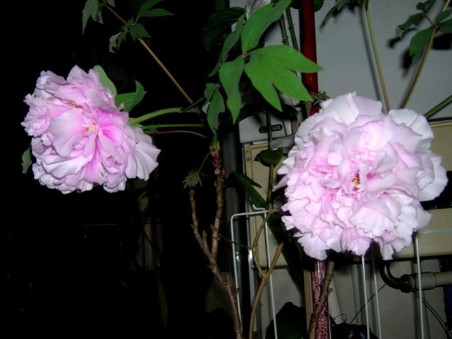 Name:  DSCN1677.jpg
Views: 1475
Size:  35.7 KB