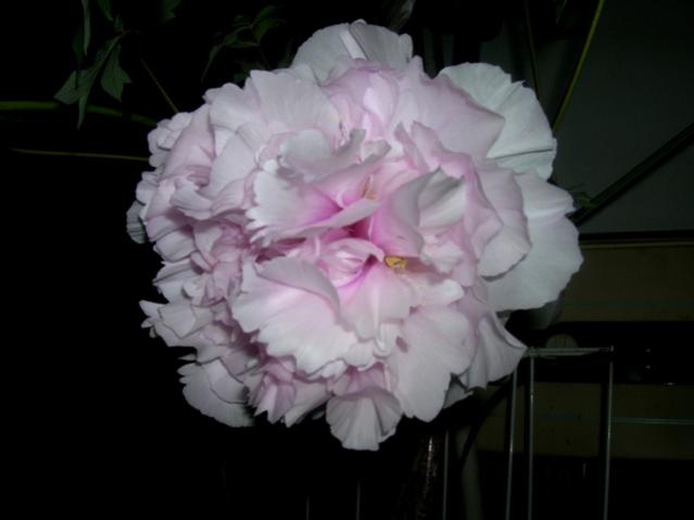 Name:  DSCN1676.jpg
Views: 1233
Size:  23.7 KB