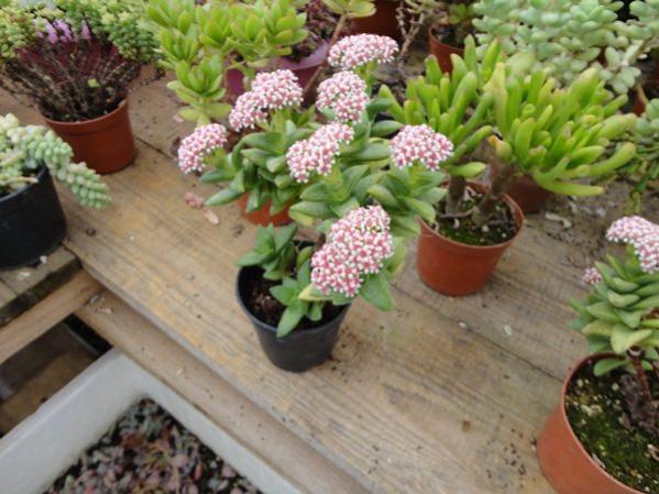Name:  DSC02657.jpg
Views: 1691
Size:  49.9 KB