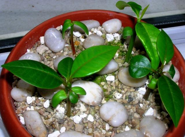 Name:  plumeria.jpg
Views: 1181
Size:  51.6 KB