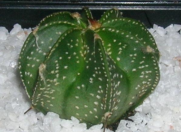 Name:  Astrophytum2.jpg
Views: 1118
Size:  44.8 KB