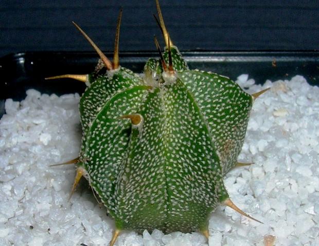 Name:  Astrophytum3.jpg
Views: 1174
Size:  54.2 KB