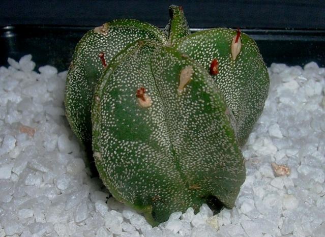 Name:  Astrophytum4.jpg
Views: 1266
Size:  56.2 KB