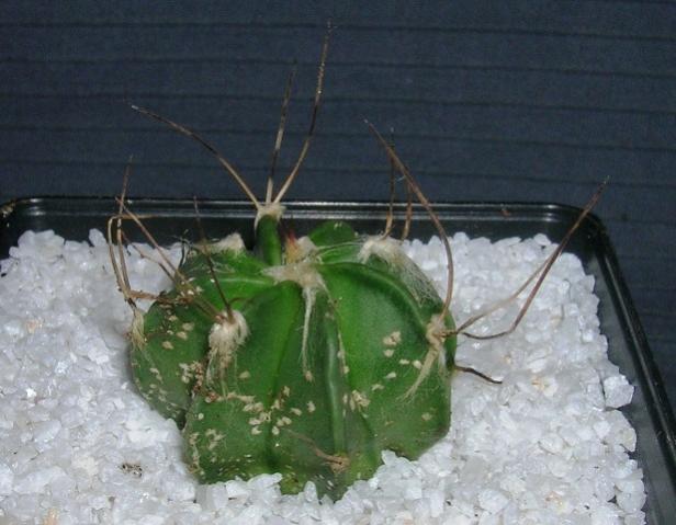 Name:  Astrophytum5.jpg
Views: 1121
Size:  40.7 KB
