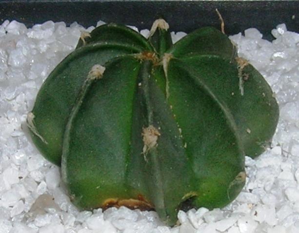 Name:  Astrophytum hybrid.jpg
Views: 1149
Size:  41.2 KB