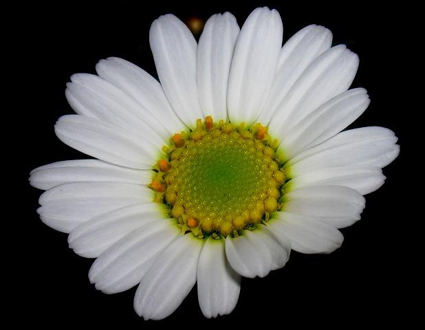 Name:  398214_10150724052048672_522753671_9417005_1185269448_n.jpg
Views: 1120
Size:  25.9 KB