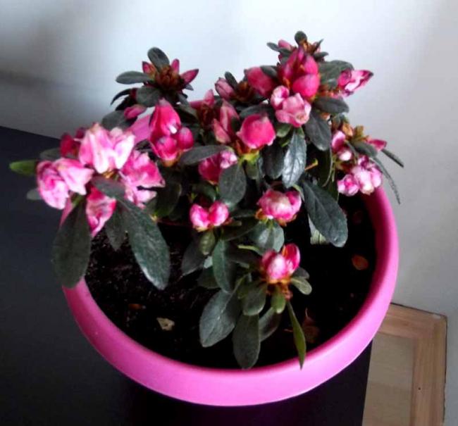 Name:  DSCF4691a.jpg
Views: 1327
Size:  42.4 KB