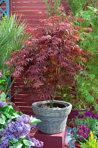 Name:  FDI_081114034_ACER_PALMATUM_ATROPURPUREUM_IN_CONTAINER.jpg
Views: 6591
Size:  49.3 KB