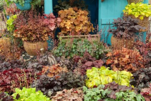 Name:  Heucheras-JWW1329.jpg
Views: 5897
Size:  46.2 KB